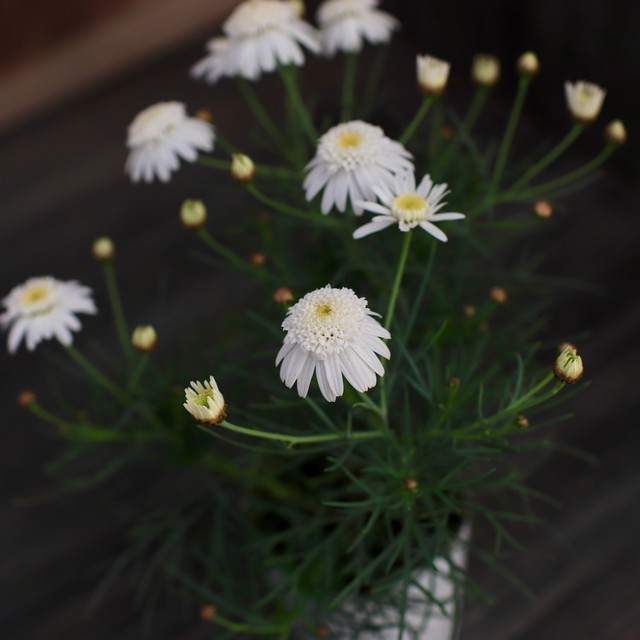 葉っぱの概念を変えたマーガレット ダブルチェルシーガール 松原園芸