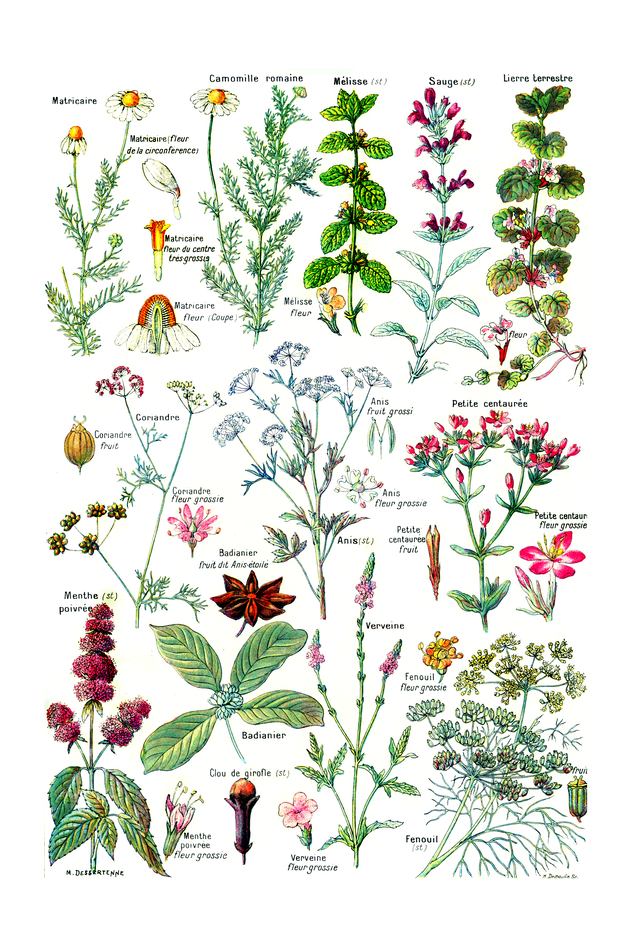 ハーブ スパイス柄 トートバッグ 綿100 Yoslife