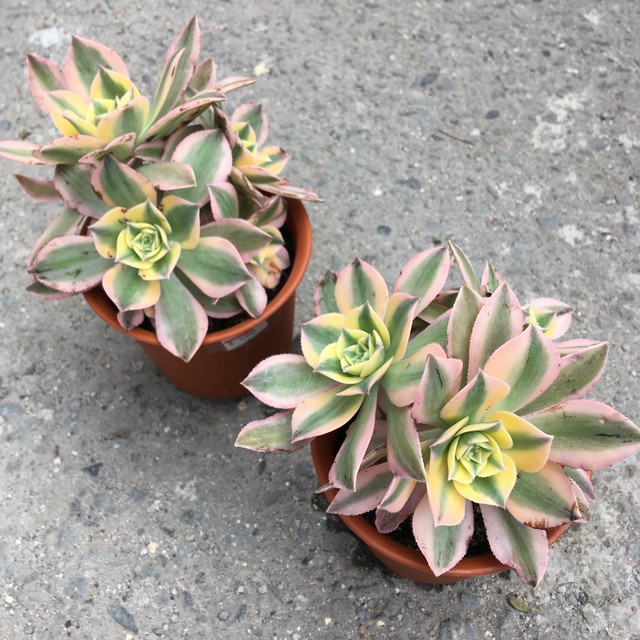 愛知県k様ご注文サンバースト 多頭 アエオニウム Rupo 多肉植物専門店