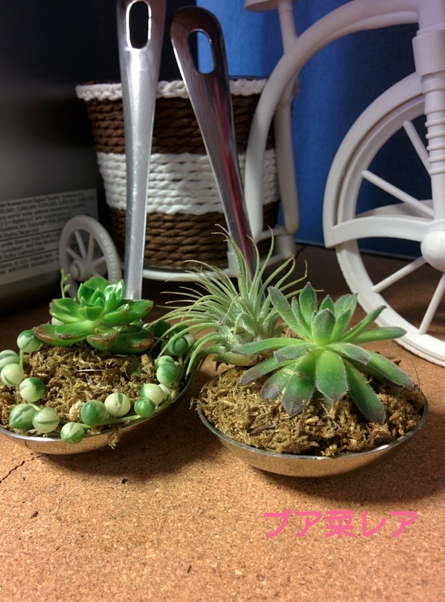 ラブリー多肉おたまさん プア菜レア