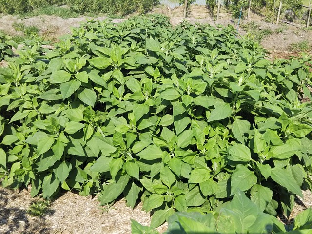 菊芋種芋 趣味の薬草薬木ふれあい園
