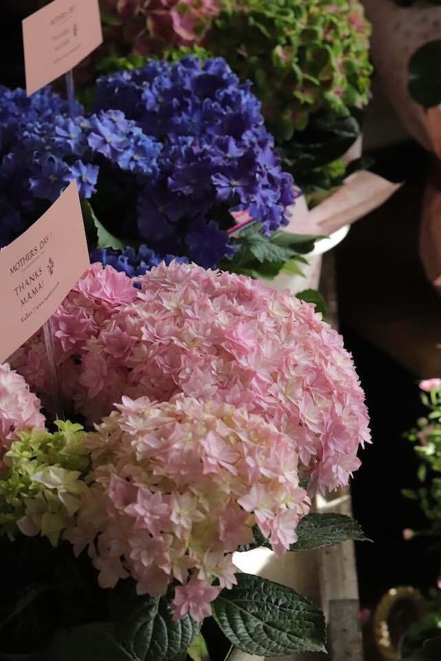 2020母の日おまかせ紫陽花