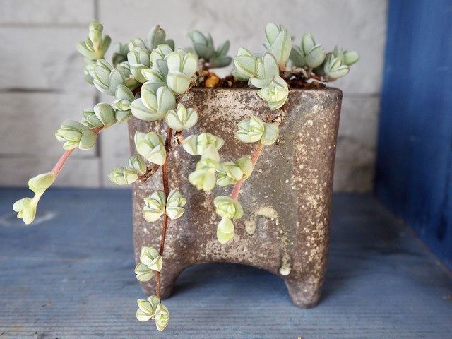 コルプスクラリア レーマニー 多肉植物デイジーアンドビー