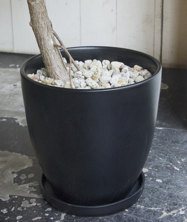 23区内限定配送 フィカス エラスティカ ソフィア Neo Green