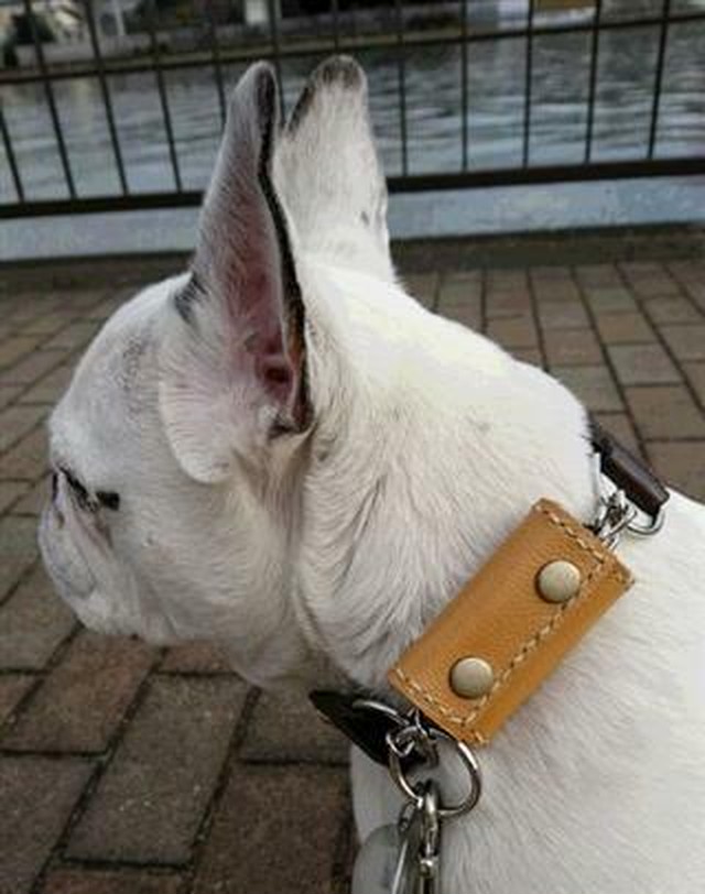 犬用の鑑札ケース ベージュのステッチ Midoritokuu