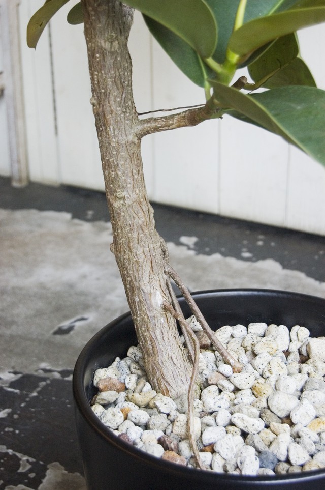 23区内限定配送 フィカス エラスティカ ソフィア Neo Green