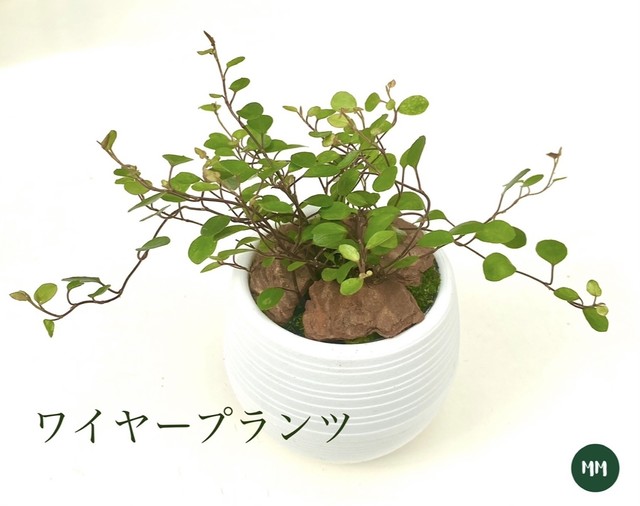 送料無料 ワイヤープランツ 球鉢 ホワイト Mossmoss 苔玉 おしゃれな観葉植物の通販