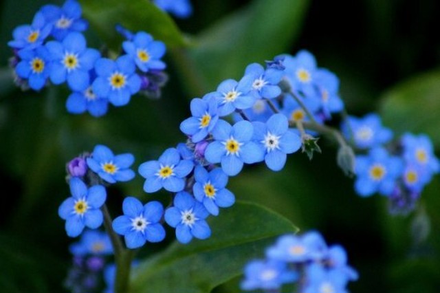 Forget Me Not 勿忘草 Mahinapiha