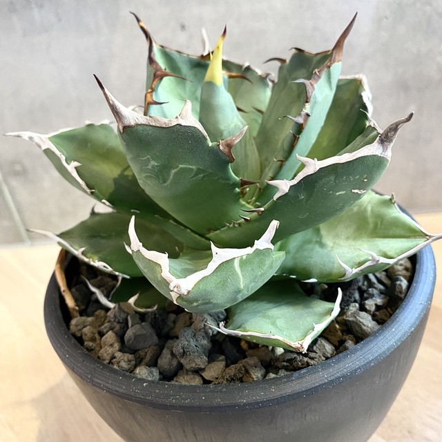 リアルサープラス Agave Titanota Oteroi アガベ チタノタ オテロイ 観葉植物 多肉植物 子株４つ付き インテリア 鉢込み発送 発根済 美株 公式の Evanstonperio Com