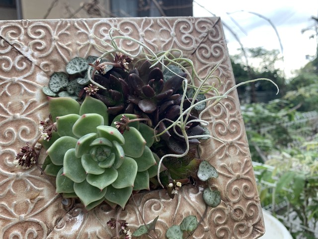 多肉植物の壁掛け Marcam