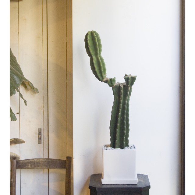 棘なし柱サボテン Neo Green