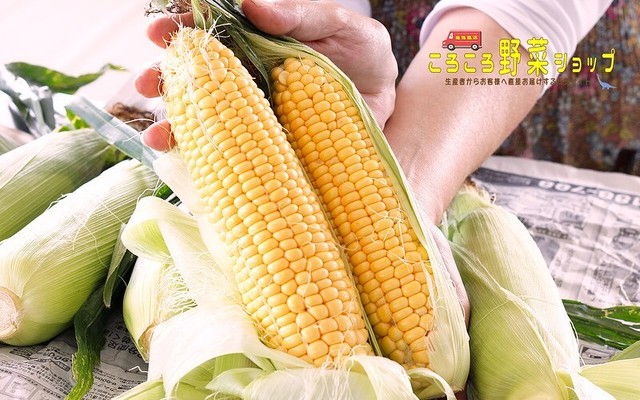 8 10まで 送料無料 個数限定 甘い岡山県笠岡産とうもろこし ゴールドラッシュ 大きい2l L 本 ころころ野菜ショップ