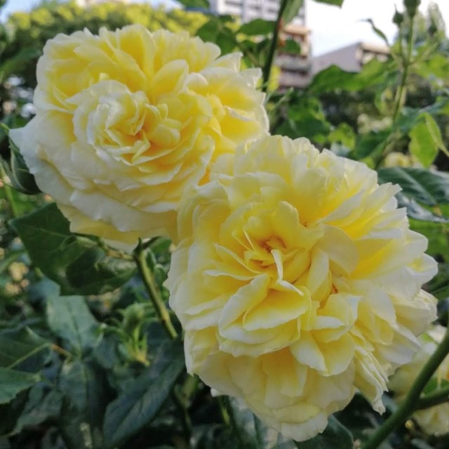 21年度新苗のご紹介 その１ 天空のバラ園 Celestial Roses