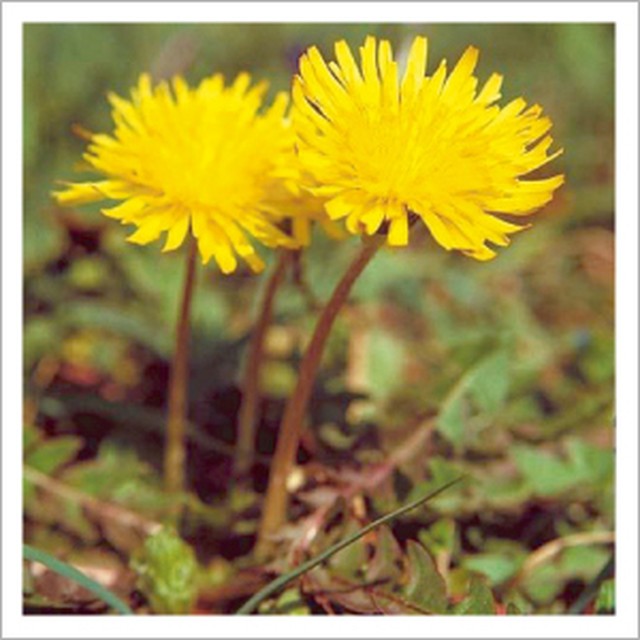 タンポポ茶 ショウキt1 30包入り ビペット アネックス