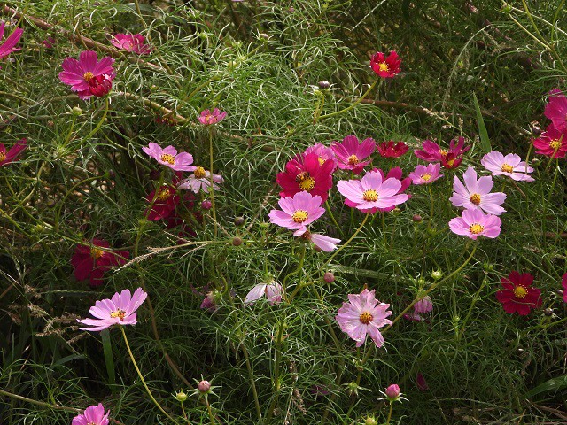 コスモスの花の写真 写真屋 ６ 植物