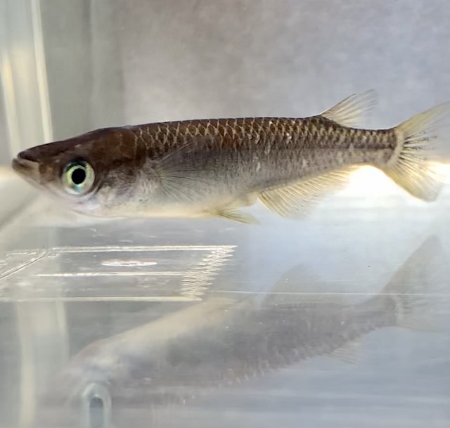 ピュアブラックの子の普通目普通体形メダカ 上三川 Kaminokawa かみのかわ メダカ