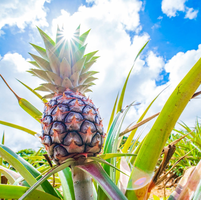 石垣島産ジュワリーパイン ハワイ種 特大1個 減農薬パイナップル パイナップル Seimori Farm