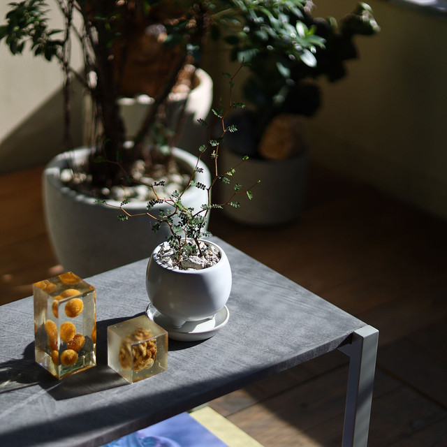 ソフォラ ミクロフィラ Ayanas アヤナス 観葉植物のセレクトショップ 通販