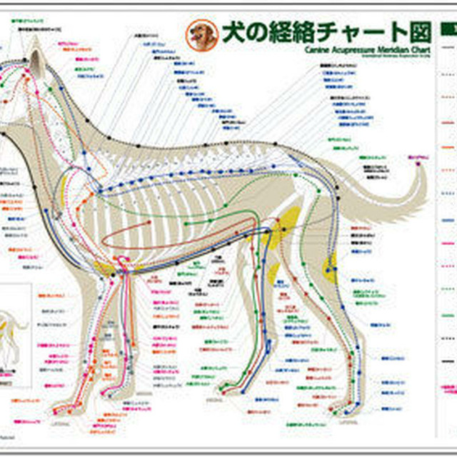 セット 犬と猫の経絡 ツボ チャート図ｐｐポスター２枚 Starbit