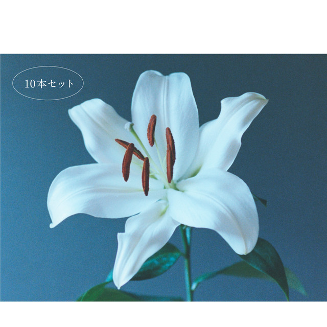 オリエンタルユリ 5本セット 白 ピンク ミックス 白 ピンク 雫々 オンラインショップ