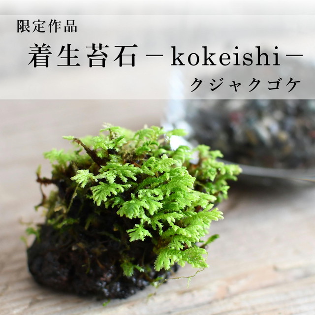 苔テラリウム専門ショップ道草