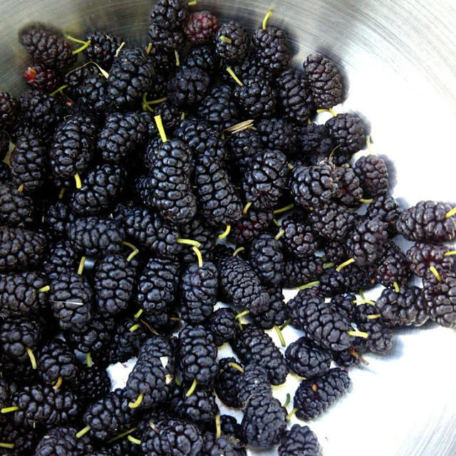 Mulberry 桑の実 ててて アソビノレシピ おすそわけ
