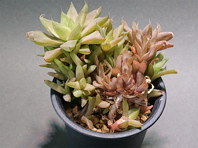 Haworthia Cymbiformis Var Brevifolia ハオルチア ハオルシア シンビフォルミス ブレビフォリア サボテンと多肉植物の店 サイベリア