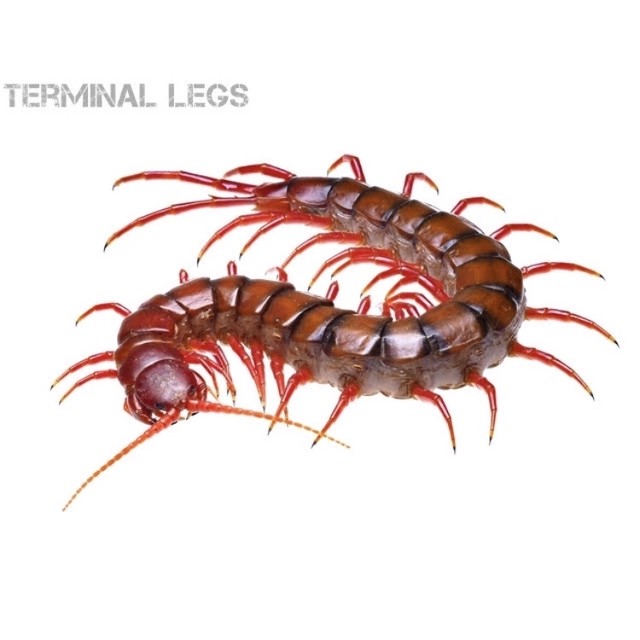 オス ムカデ専門店 Terminal Legs