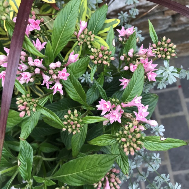 寄せ植え 八重ペンタス ｍerak メラク 寄せ植え ガーデニング