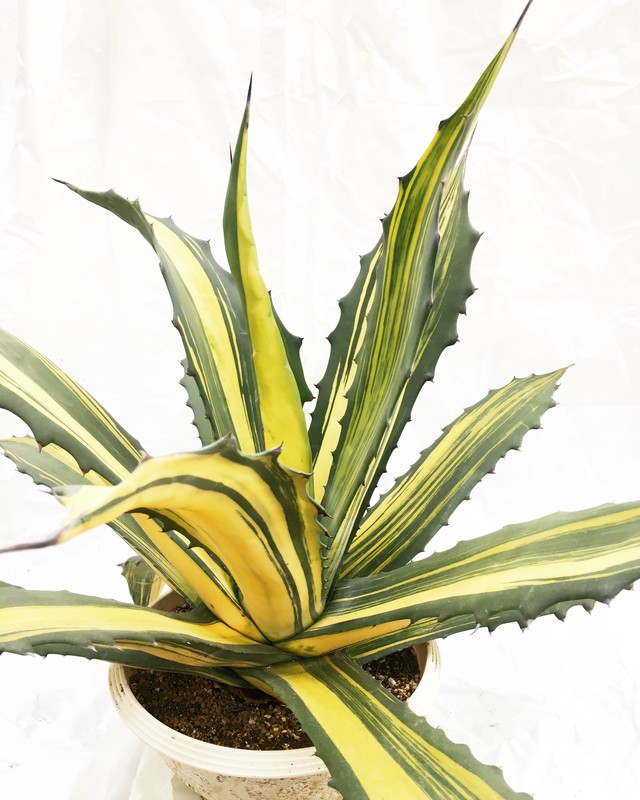 アガベ フェロックス錦 Agave Salmiana Var Ferox Variegata Spg For Sale