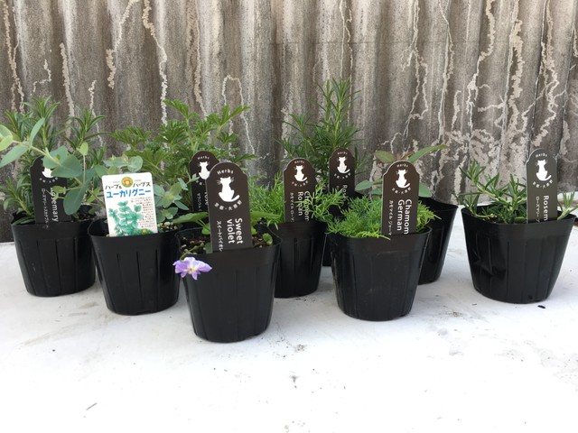 ハーブ Is Botanica アイエスボタニカ