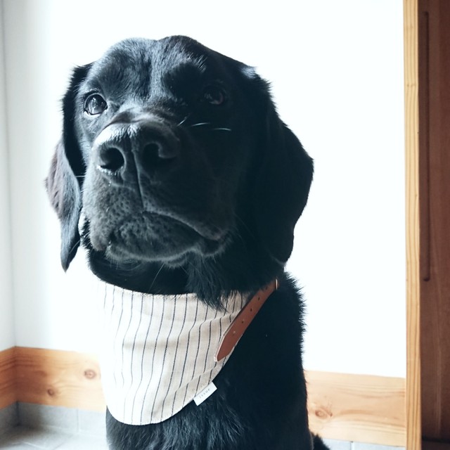 Cool Bandanna For Dog M 犬用クールバンダナ ベルトタイプ 保冷剤付 アイボリー ピンストライプ Issue