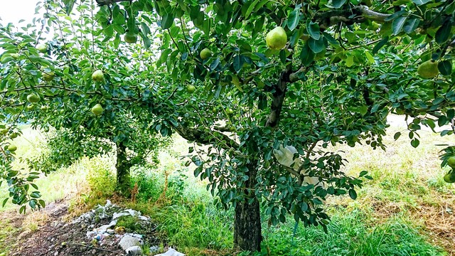 年採密 非加熱 国産 生はちみつ600g 梨とりんご 信州松本 非加熱 国産蜂蜜 小松養蜂場