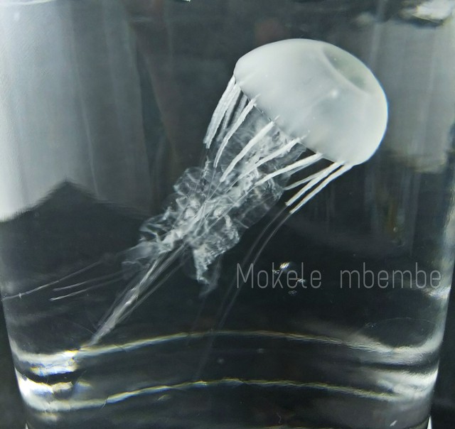 Fake Jellyfish アマクサクラゲ Mokelembembe