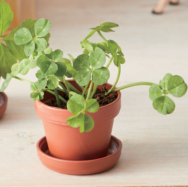 ミニサイズのグリーン 四つ葉のクローバー 栽培キットのプチギフト １個 幸せを育てるプレゼント 結婚式 母の日 ねこ 猫 プチグリーン 幸せデリバリー リングピローなどの結婚式アイテム 手芸用品の通販