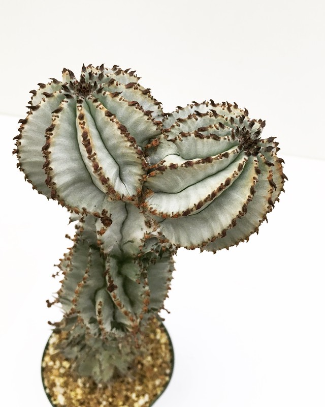 ユーフォルビア ポリゴナ スノーフレーク Euphorbia Polygona Snowflake Spg For Sale