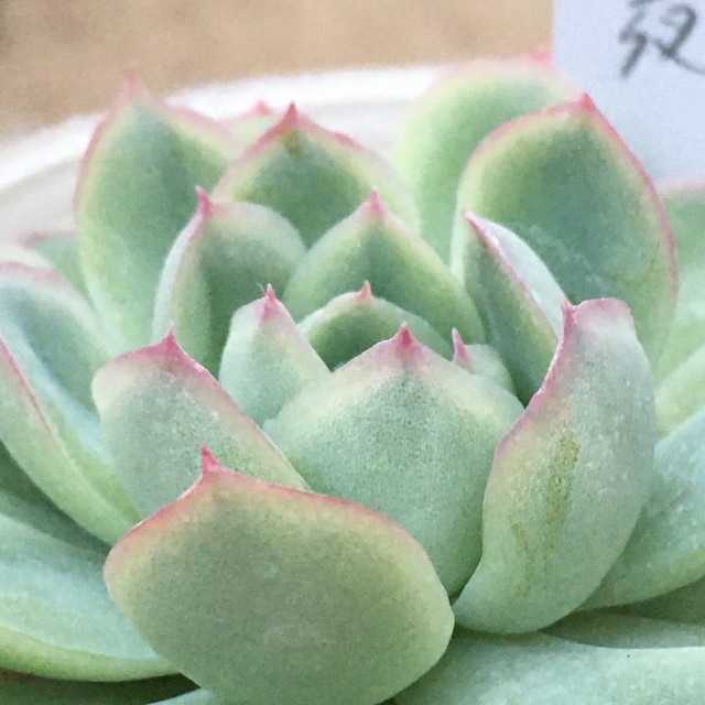 花月夜 Rupo 多肉植物専門店