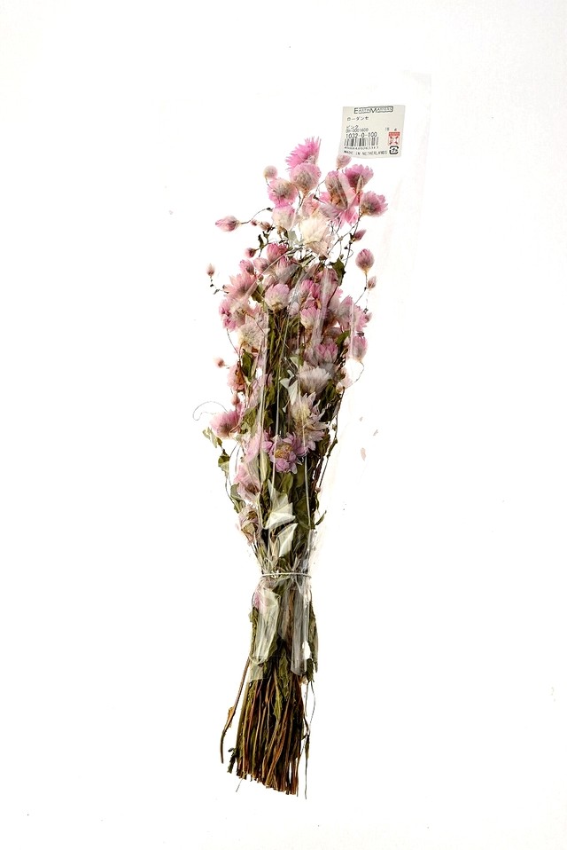 ローダンセ ピンク 大地農園 ドライフラワー ハーバリウム アトリエ明日音 アトリエ明日音 名古屋花材問屋 プリザーブドフラワー ドライフラワー ハーバリウム花材 資材