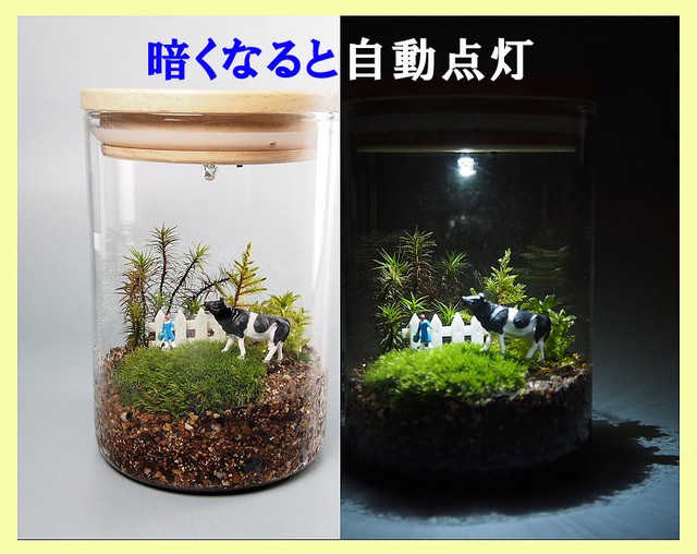 苔テラリウム 手作りキット一式 Led照明 工房 津軽moss