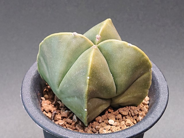 Astrophytum Myriostigma アストロフィツム 碧瑠璃四角鸞鳳玉 ランポー玉 サボテンと多肉植物の店 サイベリア