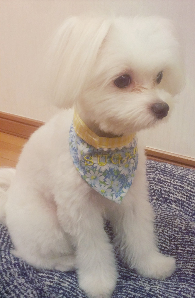 オーダー 名前入りペット用バンダナ Strawberry Flower