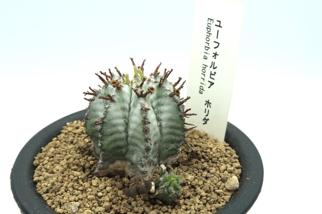 ユーフォルビア ホリダ Euphorbia Horrida ビザールプランツ 観葉植物 Bios Plants