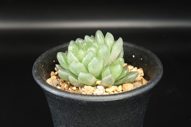 ハオルチア トランシエンス Haworthia 多肉植物 Bios Plants