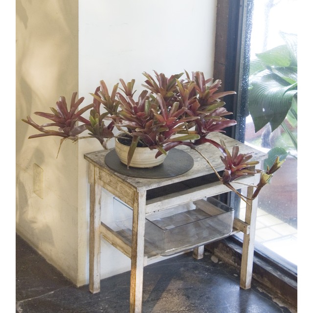 ネオレゲリア ファイアーボール Neo Green