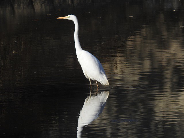 白鷺の写真 写真屋 １０ 鳥