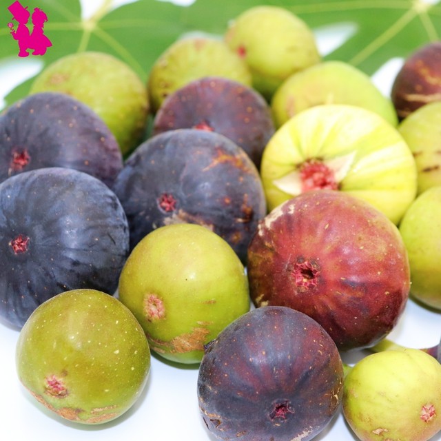 イチジク6号鉢 ゼブラスイート2年生大苗 ラベル付き 園芸農家イシヅキちゃんねるショップ