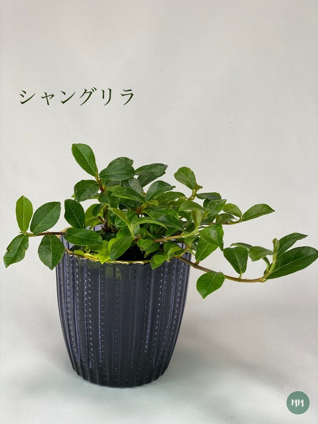 送料無料 つる性ガジュマル 観葉植物 Mossmoss 苔玉 おしゃれな観葉植物の通販