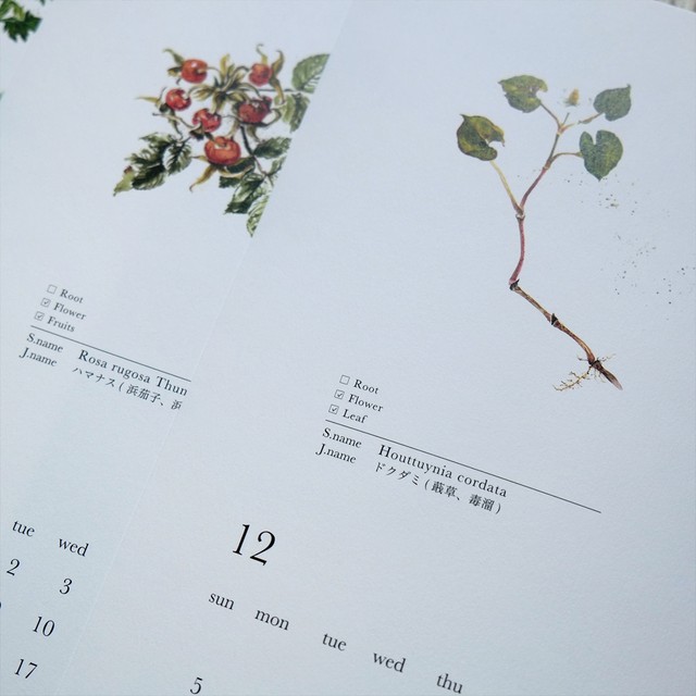 21年カレンダー ハーブ図鑑 10 12以降発送 Mamedorilabo Remake
