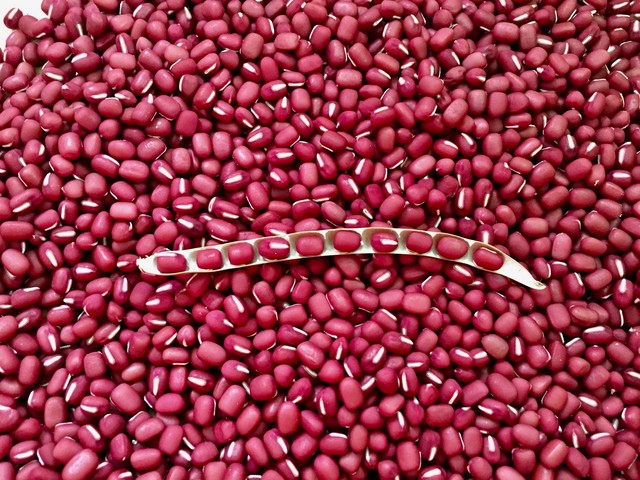 年産 自然栽培 小豆 自社農場 札幌 100g 北海道産の自然栽培作物をつかった加工品の製造 販売 ときの森 衣食住