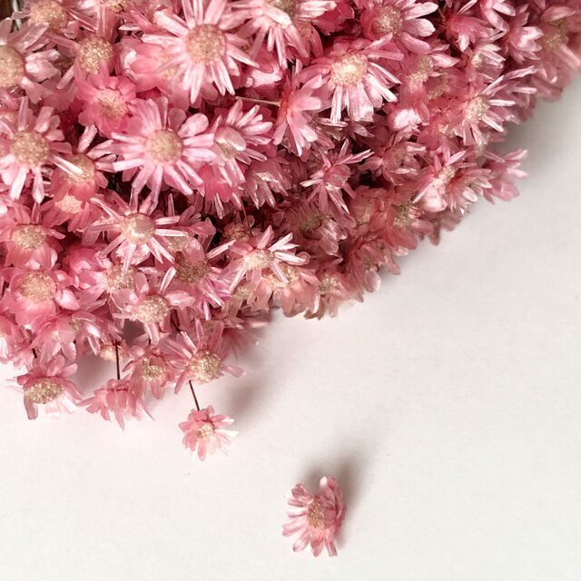 シェア花材 アイビー スイートハート リーフ ピンク Kazaineko